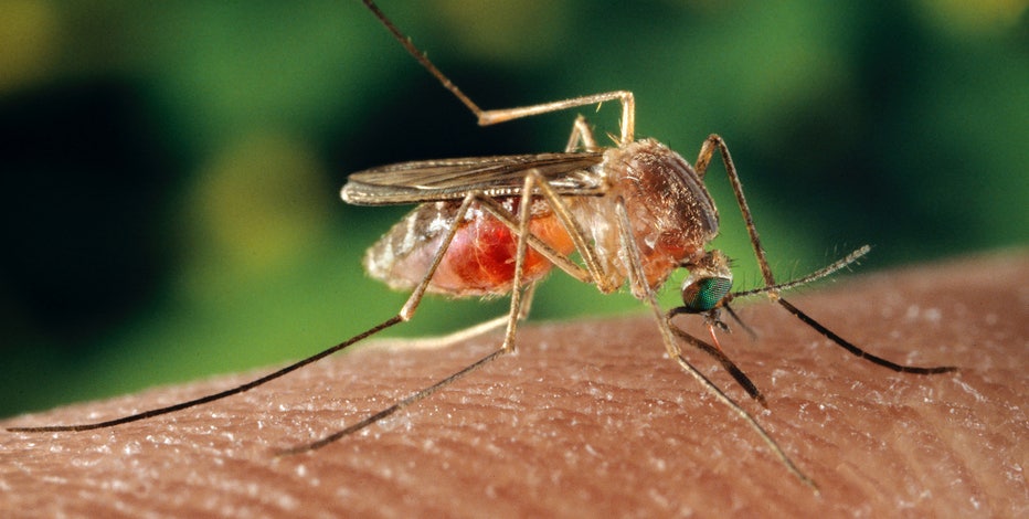 West Nile virus deaths reported in the US: What to know