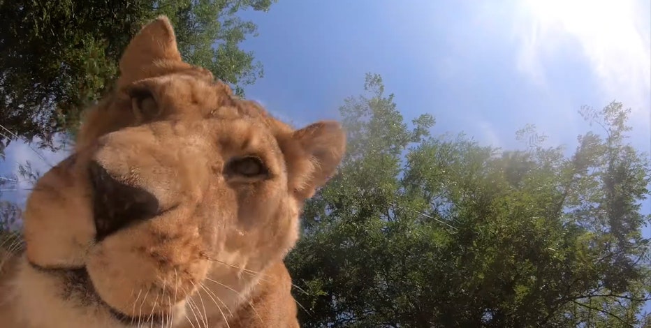 Lion★在庫確認コメント後の購入のみ org.jpg