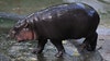 Fans flocking to meet Moo Deng, the viral pigmy hippo