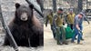 Crews rescue ‘badly’ burned bear from Nevada wildfire