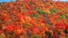 Here’s when fall foliage will peak across US in 2024