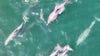 Drone captures rare footage of tuna, dolphins, and humpback whales feasting off New York's Fire Island