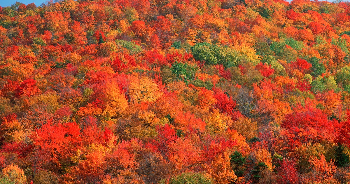 Leaf color tracker: Here’s when fall foliage will peak across US in 2024 | FOX 35 Orlando
