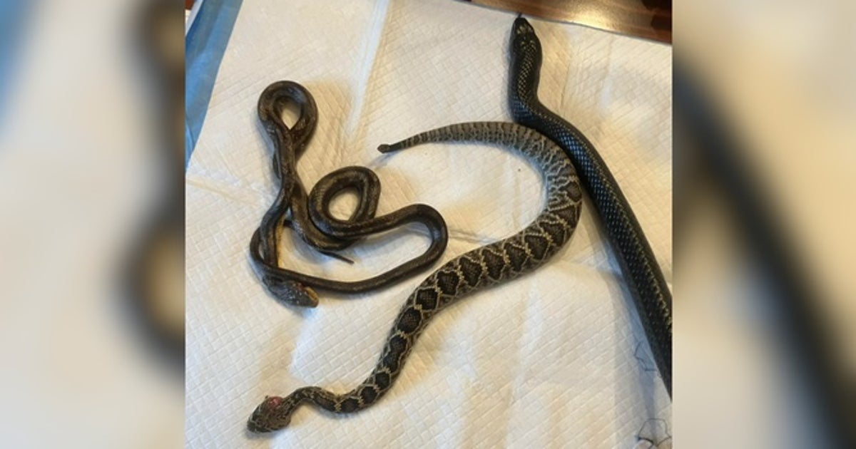 See it: Snake barfs up two other snakes, including rattlesnake, after ...