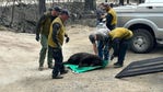 Crews rescue ‘badly’ burned bear from Nevada wildfire