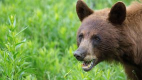 Hiker mauled by bear, hospitalized with ‘extensive’ injuries: official