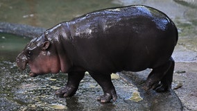 Fans flocking to meet Moo Deng, the viral pigmy hippo