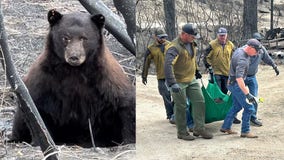 Crews rescue ‘badly’ burned bear from Nevada wildfire