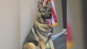 Missouri police officer charged in death of K-9 officer left in hot car