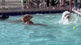 Town closes summer swim season with big pool party - for dogs