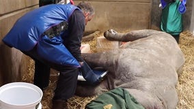 Rhino undergoes world's 1st surgery for fractured leg at England’s Knowsley Safari