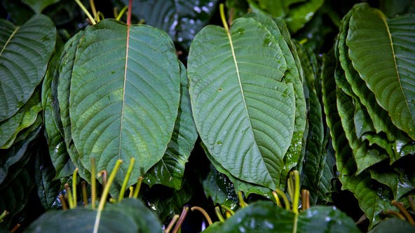 Kratom drink 'New Brew' banned in some states; here's why