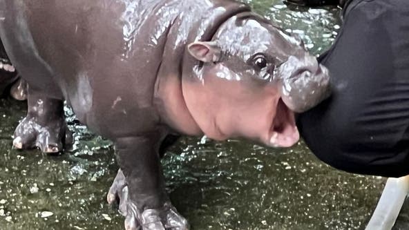 Moo Deng, the baby pygmy hippo, sparks viral makeup trend