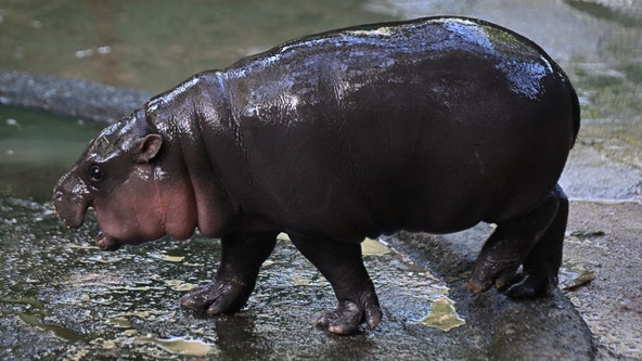 Fans flocking to meet Moo Deng, the viral pigmy hippo