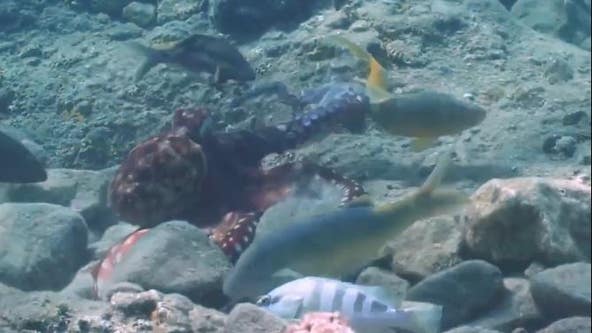 VIDEO: Octopus seen 'punching' fish to corral them while hunting for food