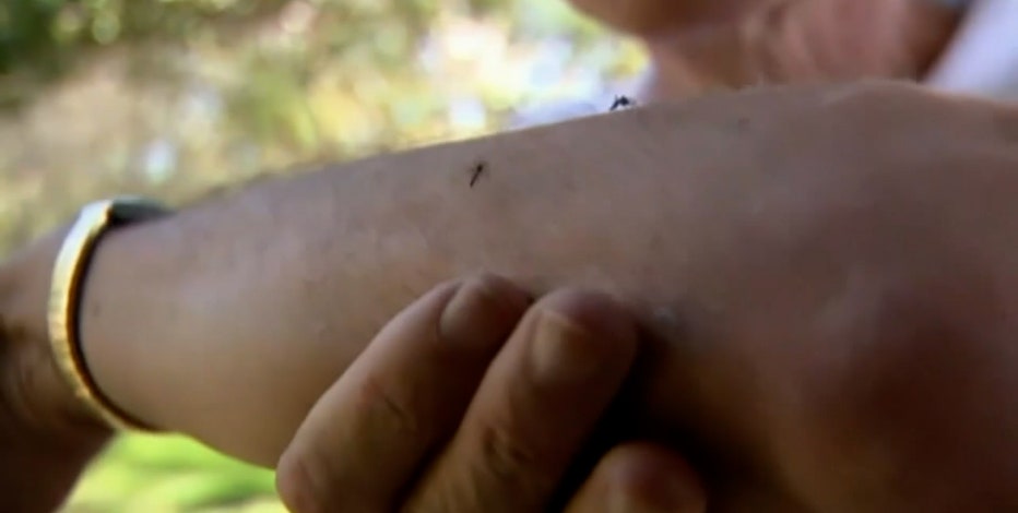 West Nile and EEE: What's the difference between the mosquito-borne viruses?