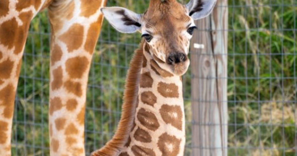 Zoo mourns death of baby giraffe after tragic leg fracture | LiveNOW ...