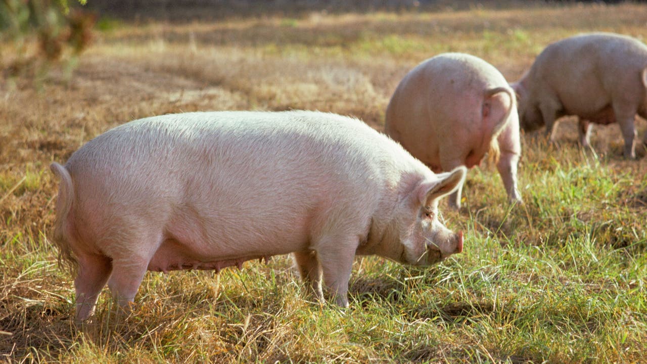 Bird Flu Detected In Pig For 1st Time In Us What It Means For Humans Bird Flu Detected In Pig For 1st Time In Us What It Means For Humans