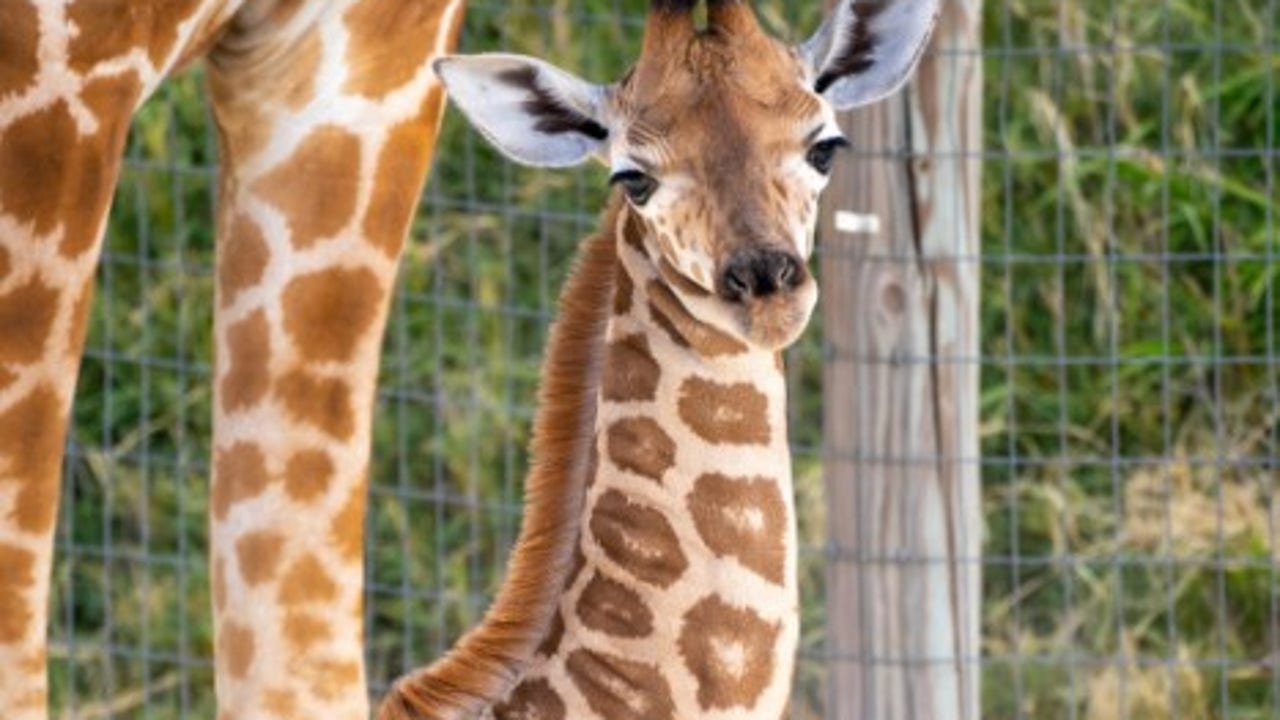 Zoo mourns death of baby giraffe after tragic leg fracture | FOX 9