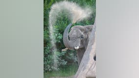 Should elephants be considered people? A Colorado court may decide