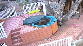 Watch: Bear caught enjoying 'spa day' in California backyard pool