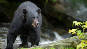 Colorado black bear attacks 74-year-old man after breaking into home