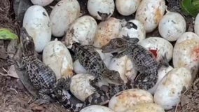 60 rare Siamese crocodiles hatch in Cambodia’s Cardamom National Park