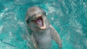 Dolphins smile at each other while playing, study says