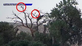 Caught on camera: Lightning bolt blasts bald eagle from tree