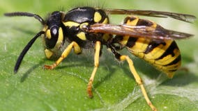 Yellow jackets swarm in Helene-ravaged towns