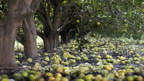 Hurricane Milton impacts already-struggling Florida citrus industry