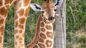 Zoo mourns death of baby giraffe after tragic leg fracture