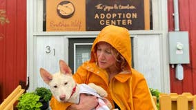 Asheville shelter saves 100 pets from Helene's floods but more help is needed