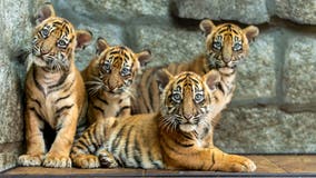 Photos: Polish zoo celebrates birth of critically endangered Sumatran tigers