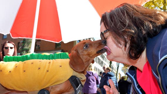 Top Halloween costumes for dogs, according to Google Frightgeist