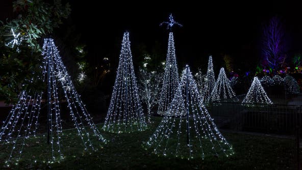 North Carolina Christmas tree industry recovers from Helene as hope for holiday supply remains strong