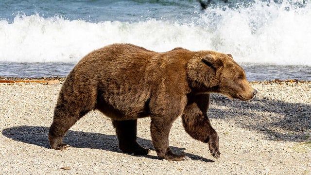 Fat Bear Week starts a day late after bear kills rival on live webcam