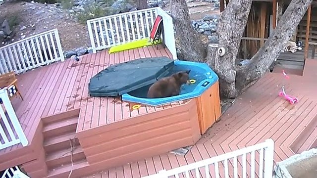 Watch: Bear caught enjoying 'spa day' in California backyard pool