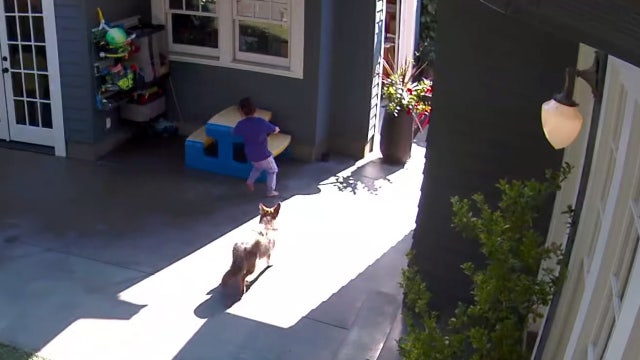 Terrifying video shows coyote chasing little girl through backyard