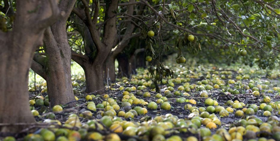 Hurricane Milton impacts already-struggling Florida citrus industry
