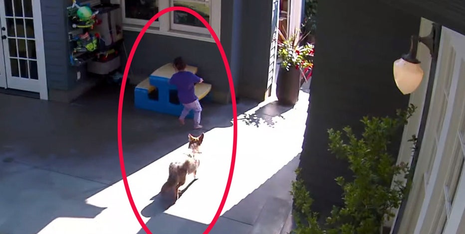 Terrifying video shows coyote chasing little girl through
