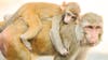 43 monkeys escape from South Carolina primate research facility