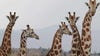 Giraffes could gain endangered species protections under US proposal