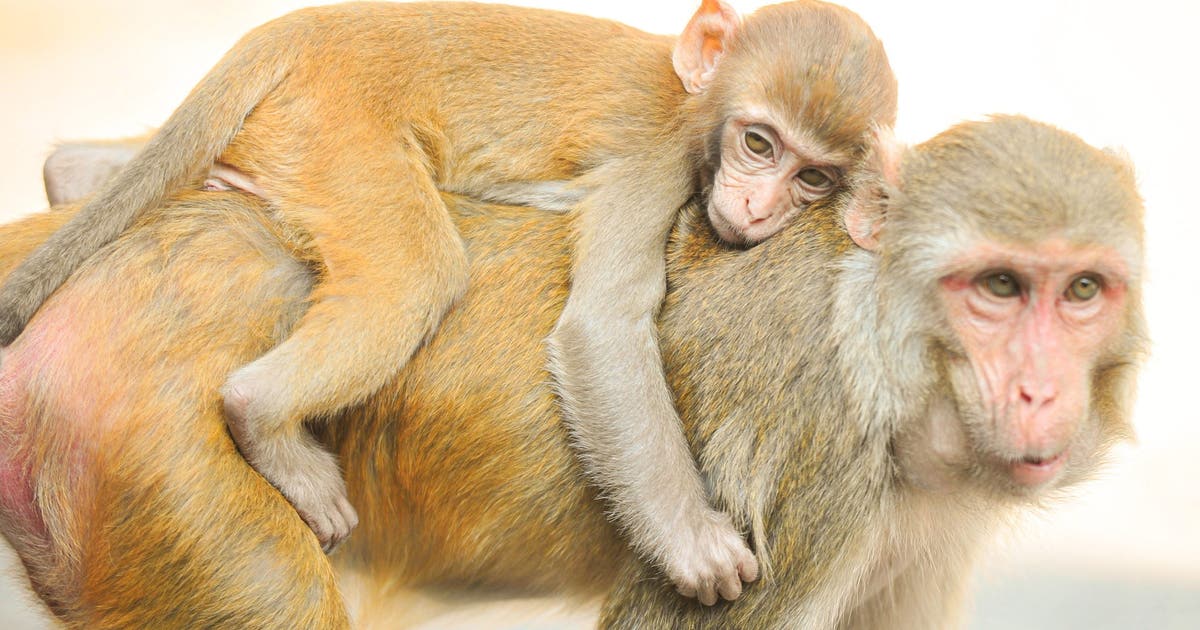 43 monkeys escape from South Carolina primate research facility | FOX 5 ...