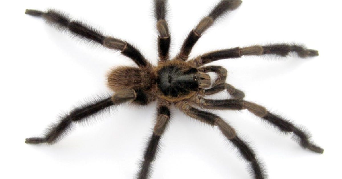 spider.jpg?ve=1&tl=1