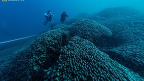 Record-breaking mega coral visible from space is possibly 300 years old