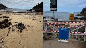 ‘Blobs’ that closed Australian beaches were made of poop, weed, and meth, scientists say