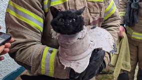 Watch: Adorable cat rescued from drainpipe