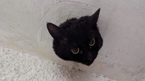 Watch: Adorable cat rescued from drainpipe