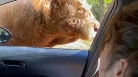 What happens when hungry cow won't leave? Hilarious encounter captured on video